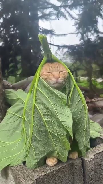 497c5a48df80c20a214d612a187915aa