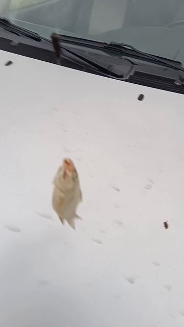 НА РЫБАЛКЕ - 2.mp4