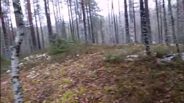 Россия Бобочино Поляны гора Церковная Северное Побережье Финского Залива 6 ноября лета 2024/7533