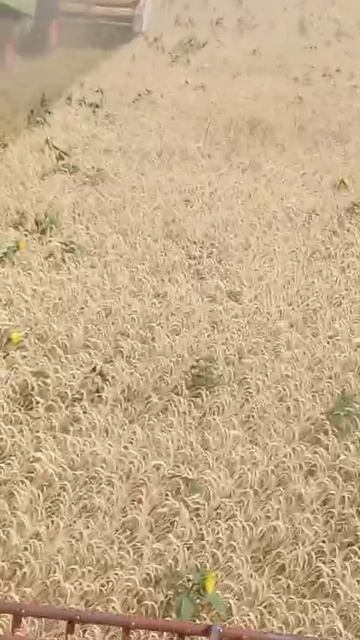 VID-20250717-WA0001.mp4