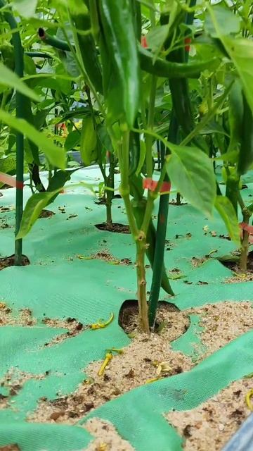 Перец на улице.