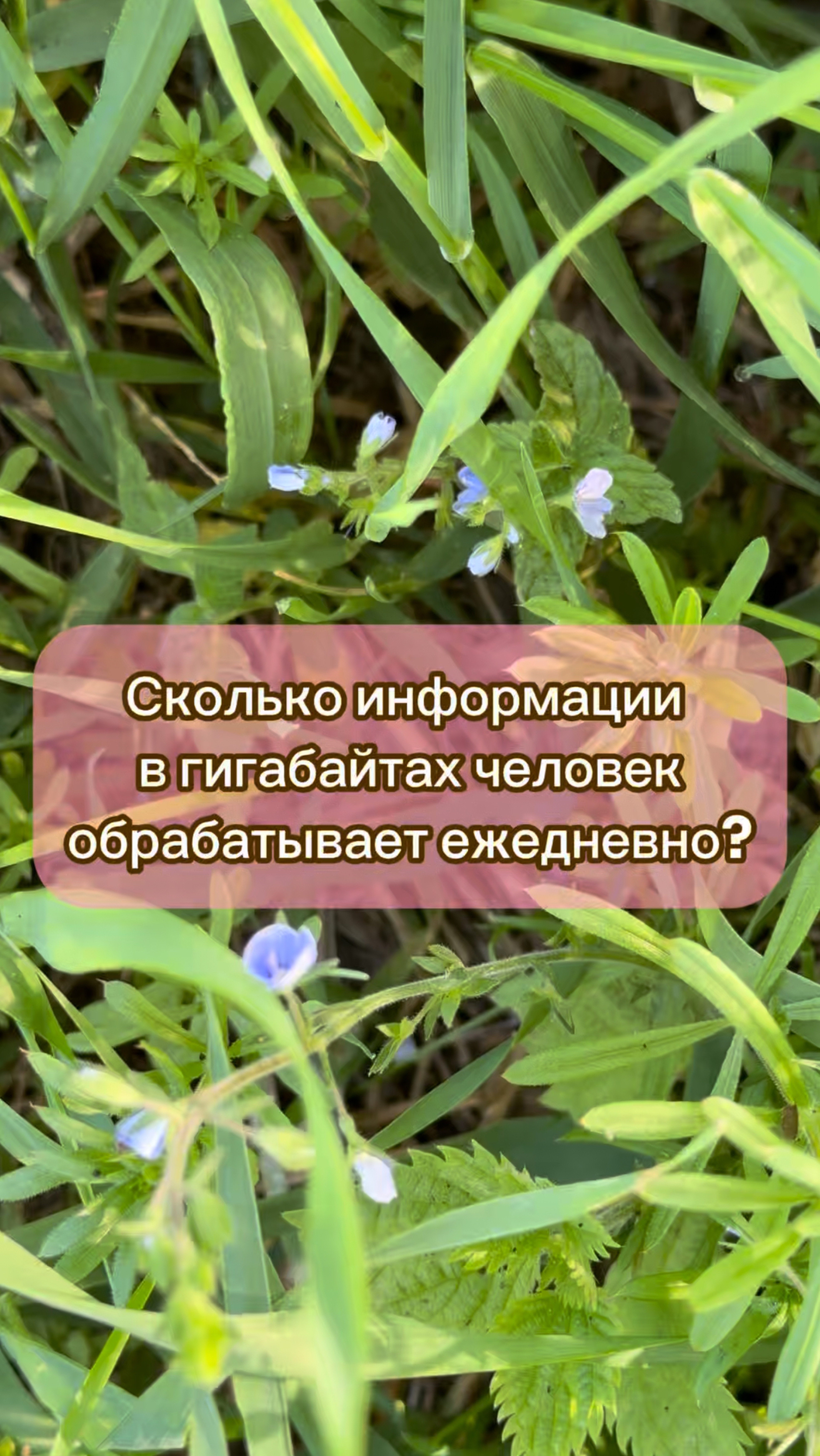 Мария Черникова