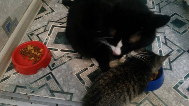 кот котенок и вискас