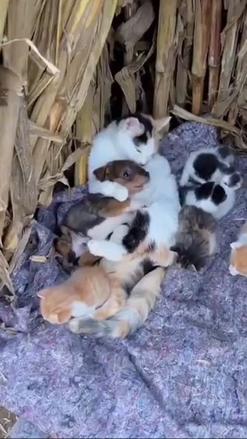 Кто то лишний