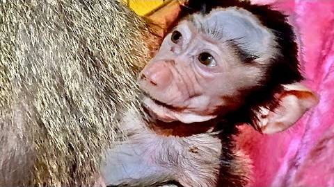 Гамадрил Люська и компания