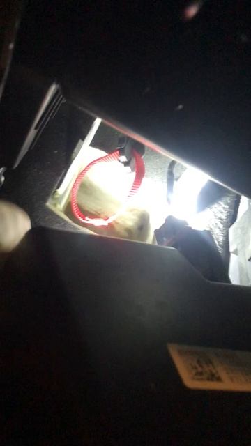 Вялые питоны