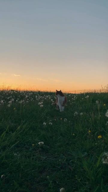 Закат и кошка