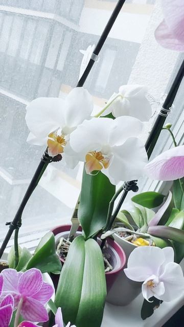 𝓜𝔂 𝓸𝓻𝓬𝓱𝓲𝓭𝓼