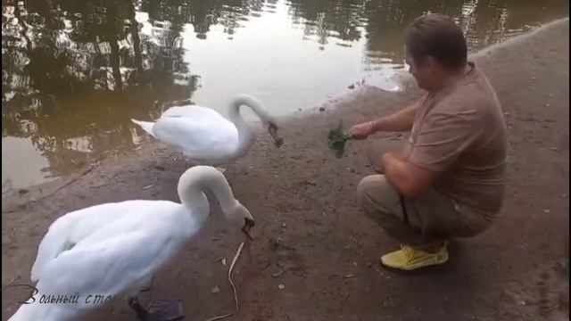 Кормлю лебедей в Выксунском парке