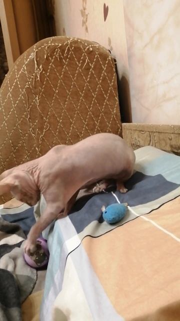 Сфинкс велюр Котик Шпрот #видео#игра#лысый