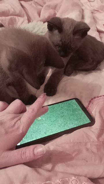 Котодетишки играют в мышку на телефоне)