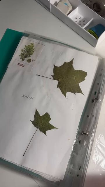 🌿 Творим вместе: гербарий как способ развивать креативность у детей!