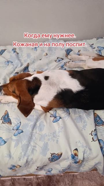 Доченька, кот и пëс!