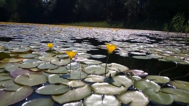 ---ОБУХОВО---