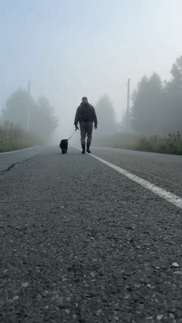 не ёжики в тумане