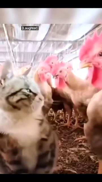 Funny Animals2