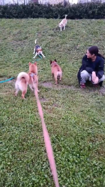 Смешные Видосы