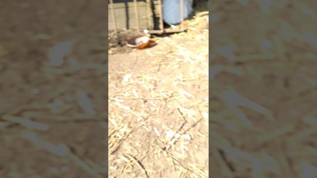 Алиса детско