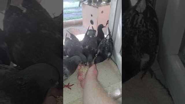 люблю птичек