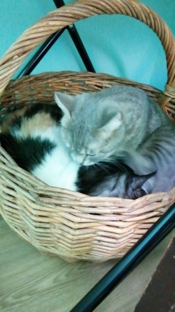 Кошачья жизнь