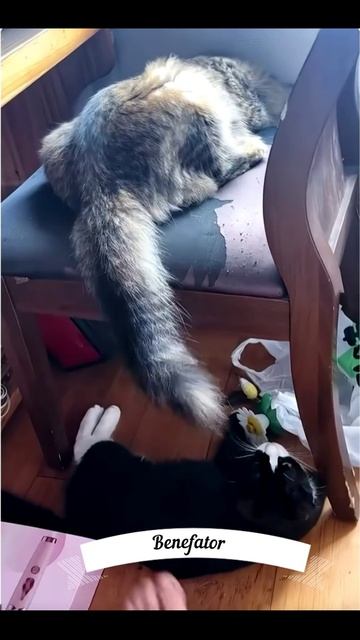 Funny Animals4