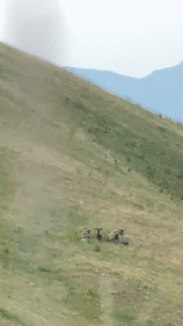 WhatsApp Video 2025-08-14 At 12.03.54