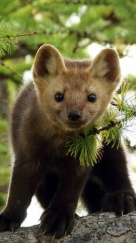 ♐ ♔ Соболь А. ♛ 🇷🇺