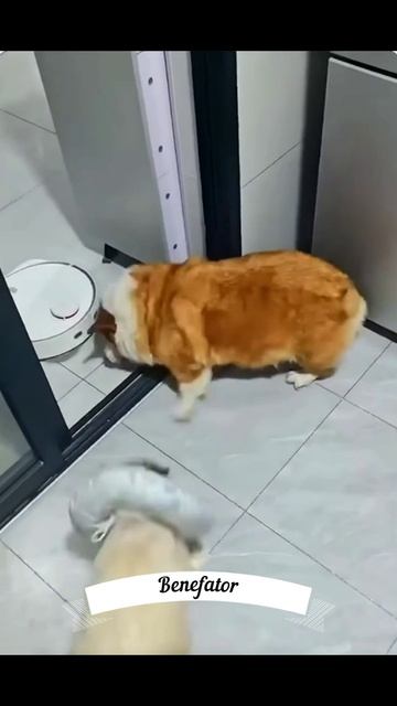 Funny Animals6