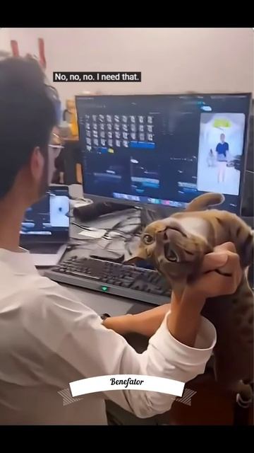 Смешные котики