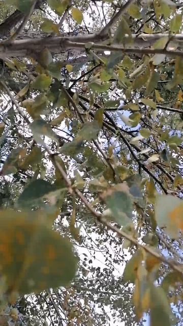 Чике Таман (перевал)!!!