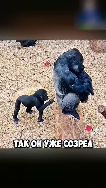 Кто Такой Один