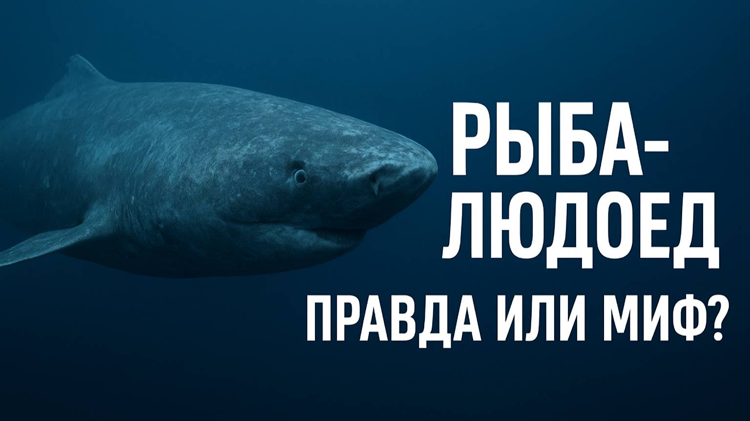 «Акула-людоед: правда или миф? 🦈 Живёт ли гренландская акула 500 лет?»