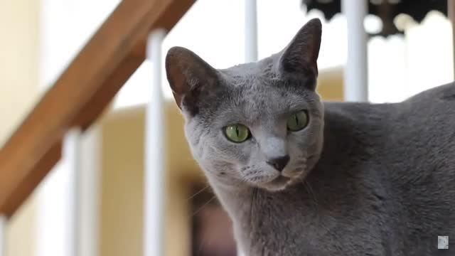 КРОТ И КОШКА (о переоформлении имущества на жену). КРУОЛЕ. 2025 год