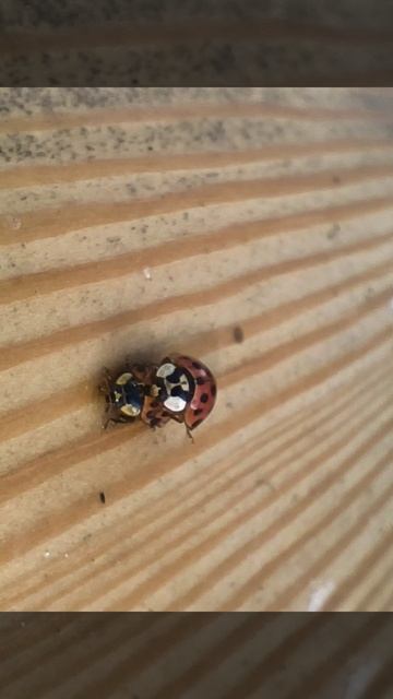 🐞Чудо природы🐞
Красная божья коровка скачет на оранжевой спутнице