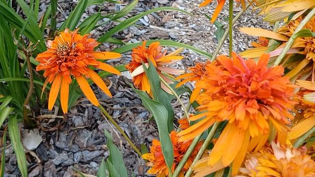 Эхинацеи сорта 16.08.2025