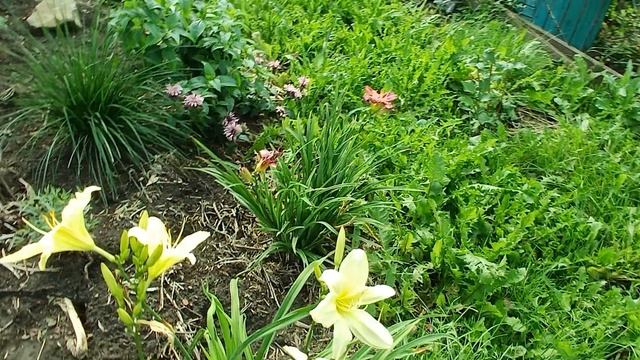 Пробежка по даче Колягино 16.08.2025