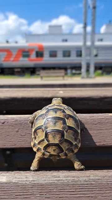 Черепаха-путешественница