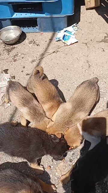 1000017176.mp4беспризорники