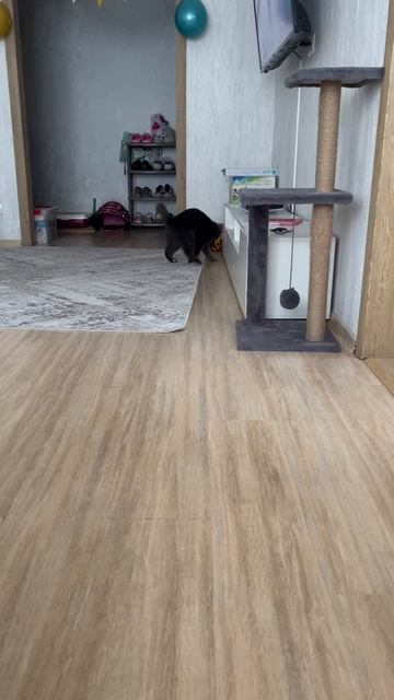 играем в выходные 😻
#кот #котики #кошечка #мята
#смешноевидео
