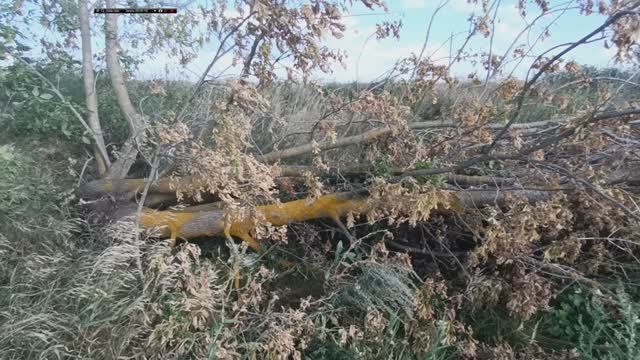 Американский Клен + Торнадо