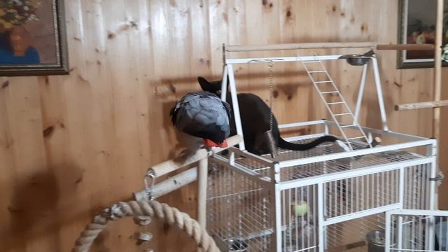 Попугай Жако Ники.mp4