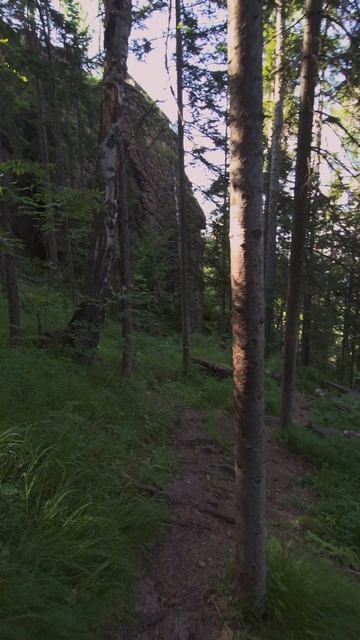 лес мой храм, а свод его небо