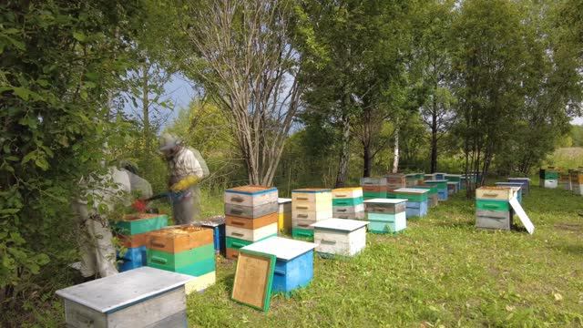 Сняли еще 3 тонны мёда, привезли 2 пасеки домой, Пасека Старчевских, Сибирь