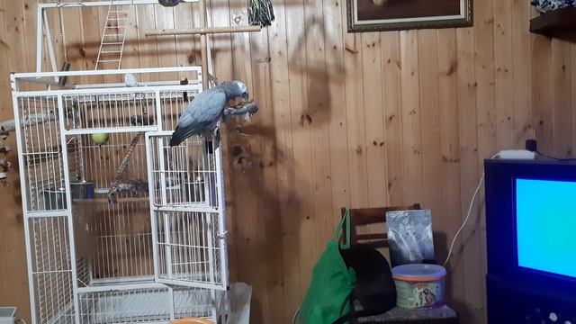 Попугай Жако Ники.mp4