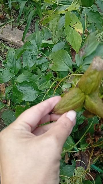 семена Санни Герл