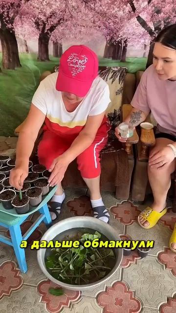 Черенкование гортензии. Самое интересное в телеграмм Https://t.me/turizm100