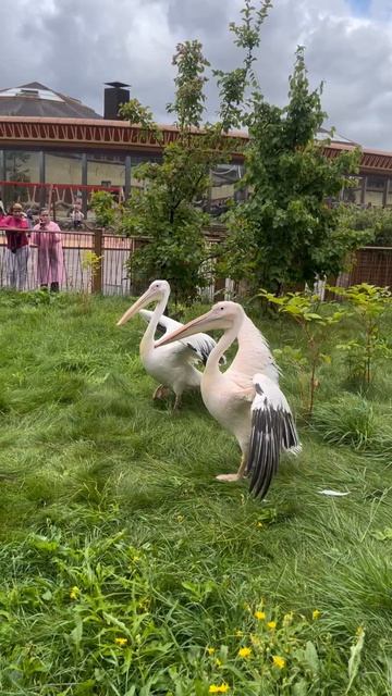 #красиво
#смешноевидео
#животные #птицы
#взаимныеподписки