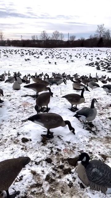 Не слишком ли много чучел на гусей?  #hunting #goosehunt #goosedecoys