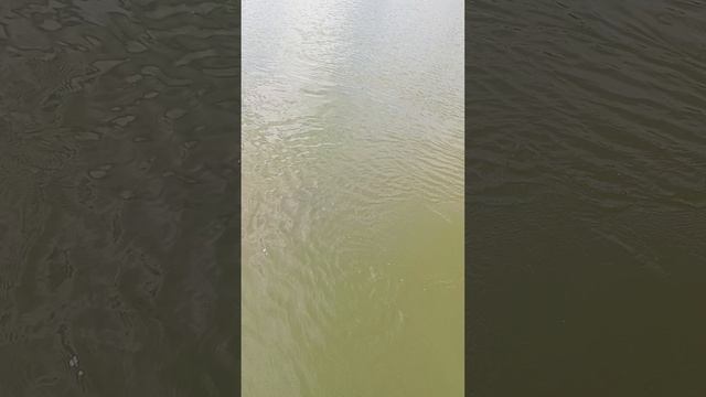 вываживание сома