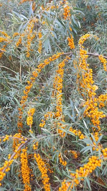 Облепихи много 2025 г. август.